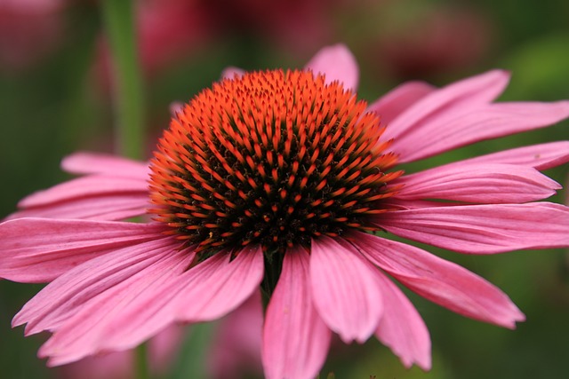 Echinacea: A Natural Defense Against Allergies and Respiratory Infections