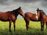 Hvordan hestemassage kan øge din hests præstationsevne